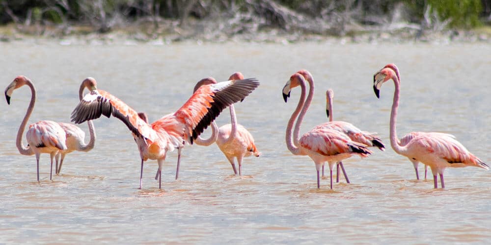 flamingos at the bahamas
