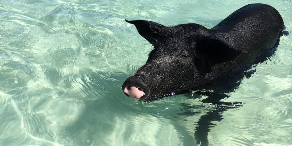 swimming with the pigs Spanish Wells