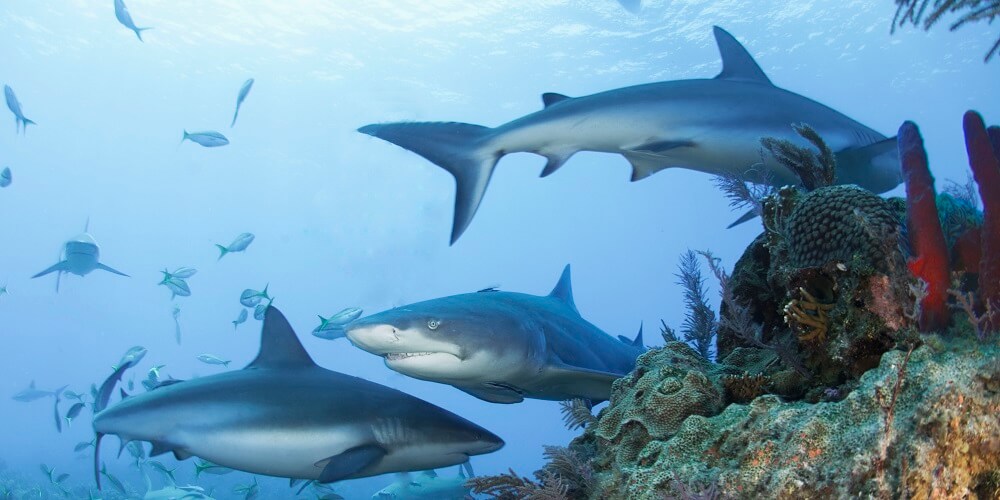Sharks in Key West